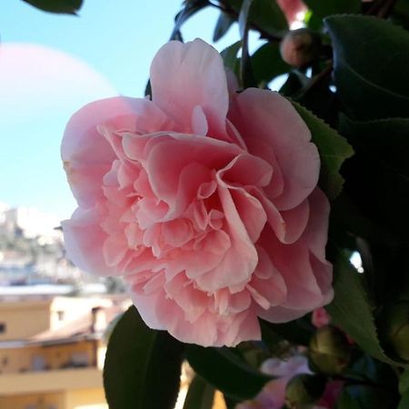 B&B Il Giardino Delle Camelie 팔레스트리나 외부 사진