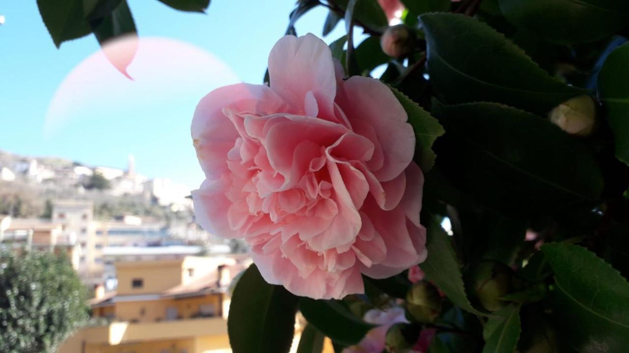 B&B Il Giardino Delle Camelie 팔레스트리나 외부 사진